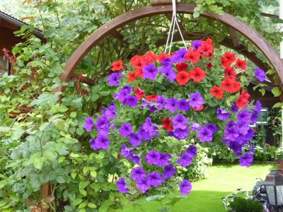 Holiday apartment Flat Ahornblick - Features photo 20