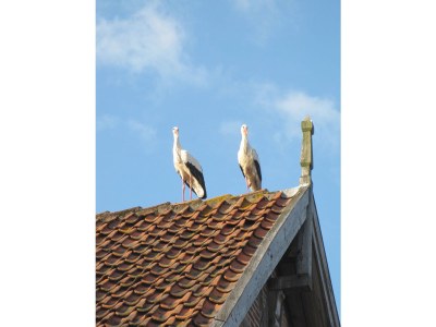 Holiday apartment Small apartment in Klein-Grindau - Outdoor photo 8