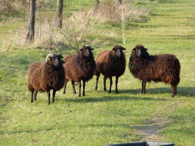 Holiday apartment RheinWeinBoppard - Environment photo 29