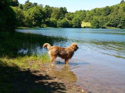 Holiday apartment RheinWeinBoppard - Environment photo 33