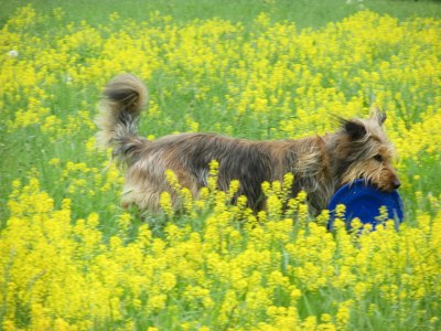 Holiday apartment RheinWeinBoppard - Environment photo 38