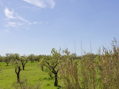 Villa Finca Can Diego - Environment photo 39