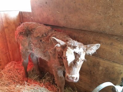 Holiday apartment Laguscel - Outdoor photo 10