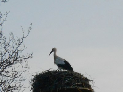 Holiday apartment Daniela - Environment photo 16