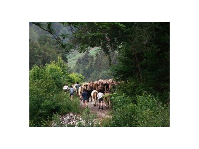 Holiday apartment Holzer Feng-Shui - Environment photo 39