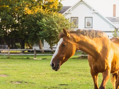 Holiday apartment Holiday farm sea-view - Outdoor photo 10