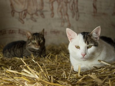 Holiday apartment Holiday farm sea-view - Environment photo 28