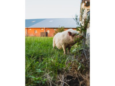 Holiday apartment Holiday farm sea-view - Environment photo 34