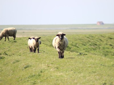 Holiday apartment Holiday farm sea-view - Environment photo 40