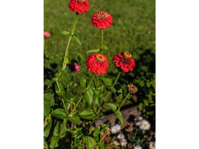 Holiday apartment Thomas - Outdoor photo 9