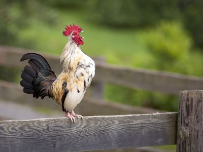 Holiday apartment Schwalbennest - Bauernhof Schwalbenhof - Environment photo 16