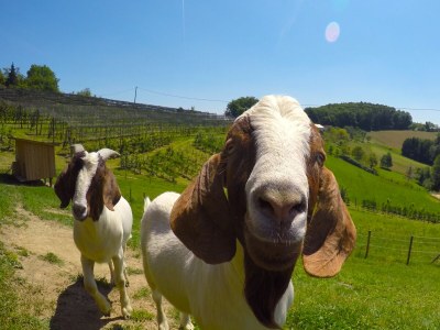 Holiday apartment Schwalbennest - Bauernhof Schwalbenhof - Environment photo 19