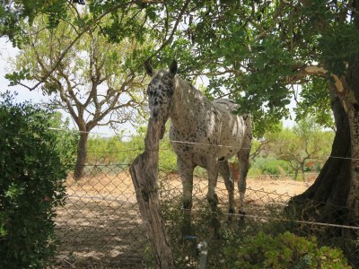 Cottage Can Puig - Outdoor photo 10