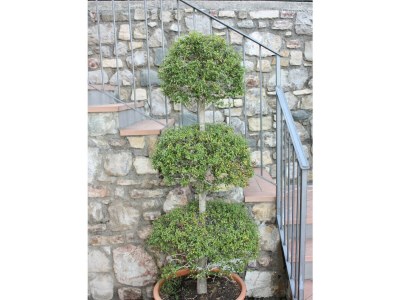 Holiday apartment Tosca - Outdoor photo 31