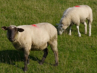 Holiday house Heini - Environment photo 17