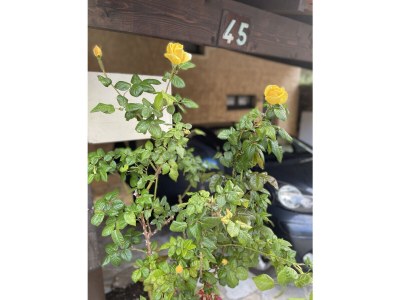 Holiday house Mas du Levant - Outdoor photo 11