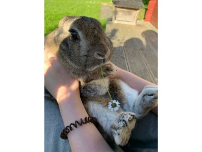 Holiday apartment "Elisabeth" in Mag House. - Environment photo 29