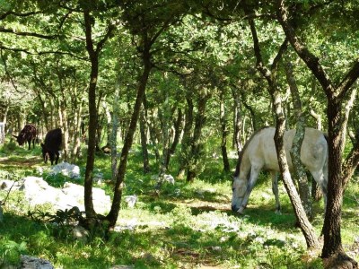 Holiday apartment Jakici - Outdoor photo 24