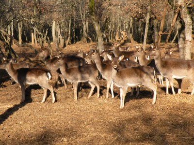 Holiday house Mira - Environment photo 23