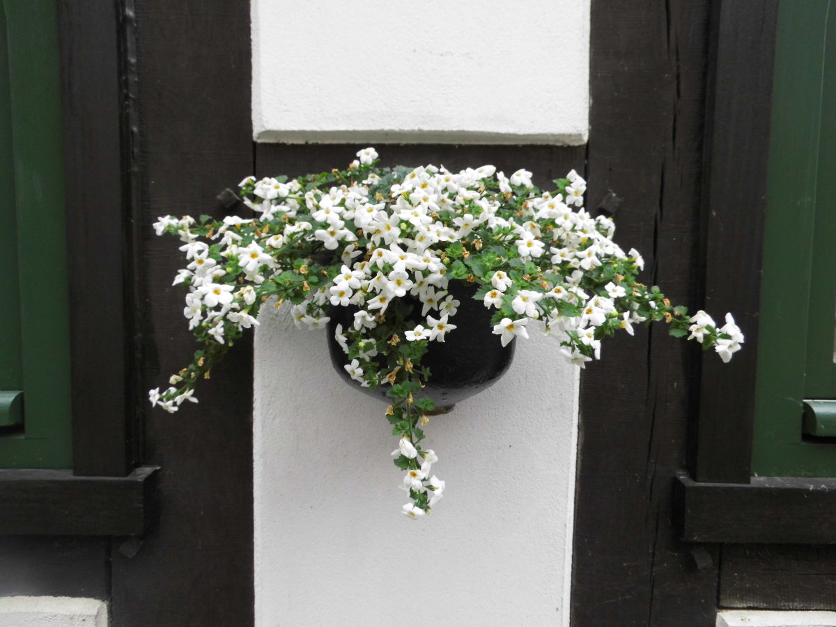 Holiday house Fachwerkhaus Bodenwerder - Outdoor photo 4