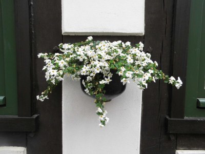 Holiday house Fachwerkhaus Bodenwerder - Outdoor photo 4