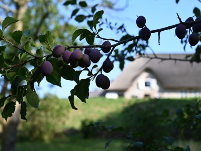 Holiday house Tetenbüllspieker - Outdoor photo 8