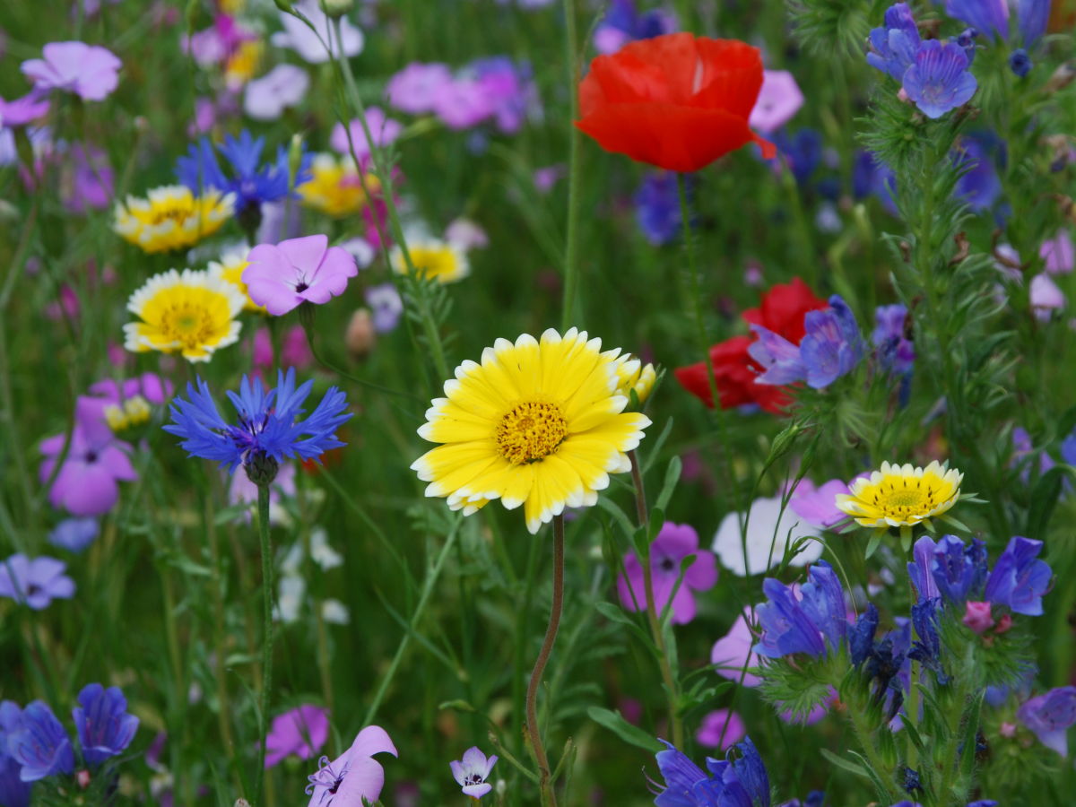 Holiday apartment Lindengarten - Outdoor photo 4