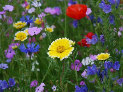 Holiday apartment Lindengarten - Outdoor photo 4