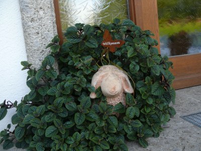 Holiday apartment Boarlehof Guesthouse - Outdoor photo 6