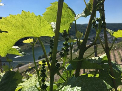 Holiday apartment Stein Boarding House Koblenz old town/town hall - Environment photo 26