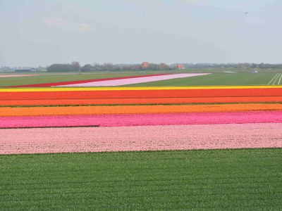 Bungalow Type 2 - Environment photo 14