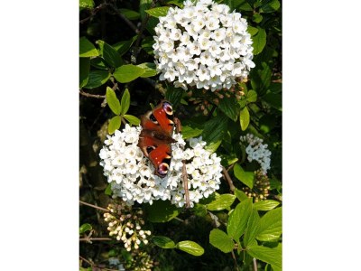 Holiday apartment Chapelle-Est - Outdoor photo 6