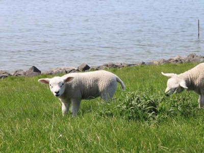 Holiday house In Lemmer with boat and 11m jetty - Document photo 40