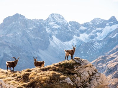 Holiday apartment Apartment Wiesenblick - Environment photo 21