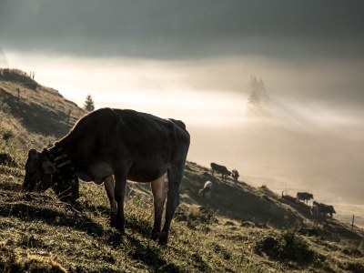 Holiday apartment Apartment Wiesenblick - Environment photo 25