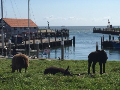 Bungalow Maurer - Environment photo 18