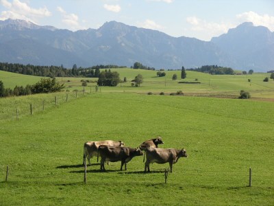 Holiday house Vacation Homes ''Hochbergle'', Lechbruck am S - Environment photo 31