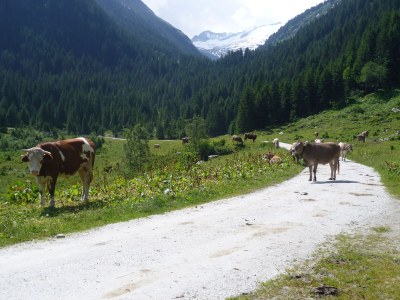 Holiday apartment Staffel Krimml - Outdoor photo 3