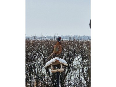 Holiday house Tini - Haus Deichperle - Features photo 15