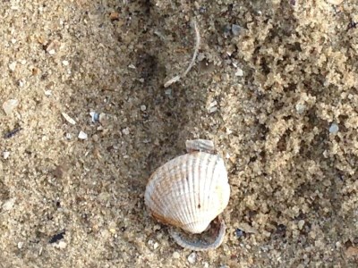 Holiday house Tini - Haus Deichperle - Features photo 24