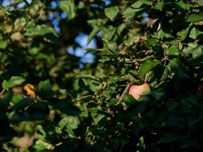 Holiday apartment Zum Schloss - Outdoor photo 9