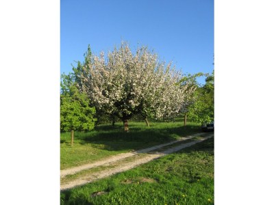 Holiday apartment Zum Schloss - Environment photo 31