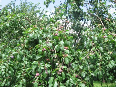 Holiday apartment Zum Schloss - Environment photo 32