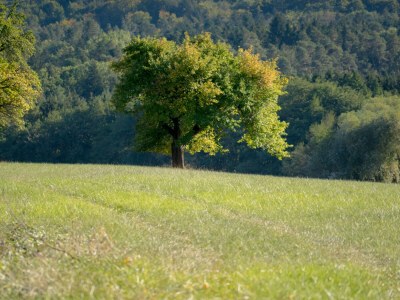 Holiday apartment Zum Schloss - Environment photo 36