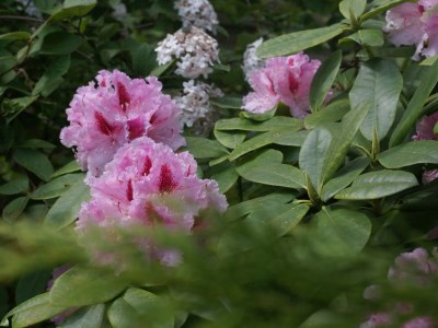 Holiday apartment Naturoase - Outdoor photo 9