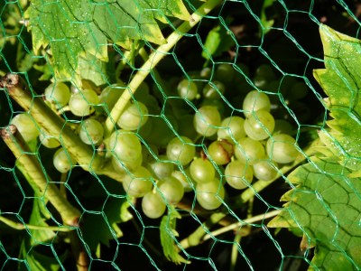 Holiday apartment Naturoase - Outdoor photo 10