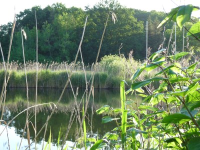 Holiday apartment Naturoase - Environment photo 27