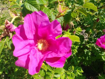 Holiday house Anton - Haus Deichperle - Environment photo 31