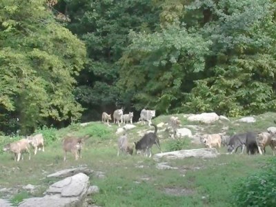 Holiday apartment Hahner 1 - Environment photo 18