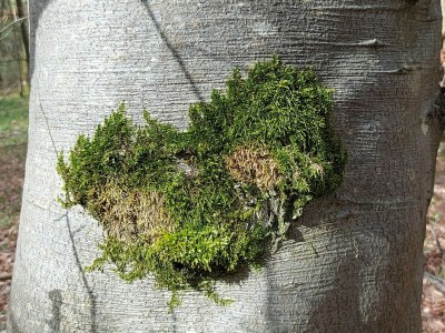 Holiday apartment Hahner 1 - Environment photo 23